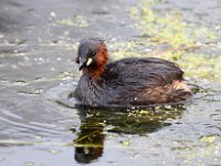 little grebe  Little Grebe : jan